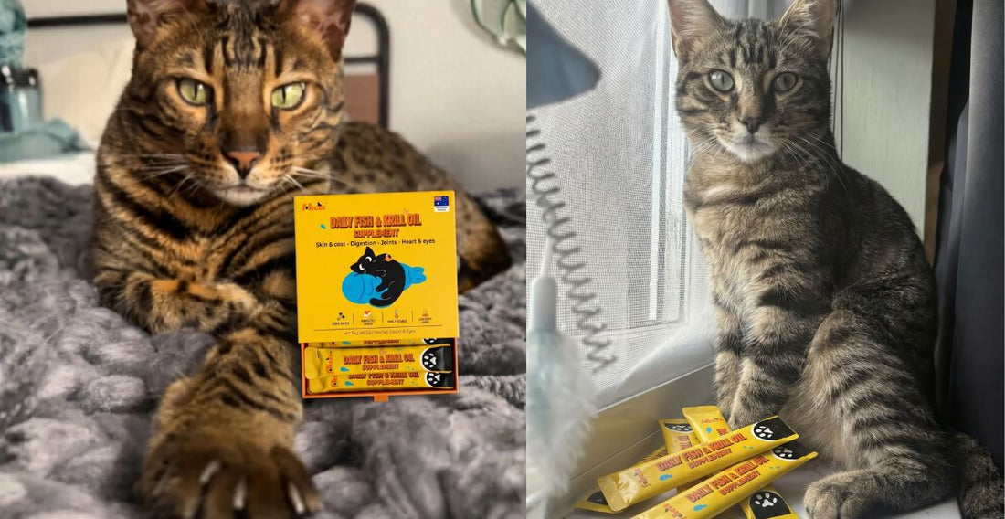 Best Fish Oil Supplement for Cats: What to Look For in 2026