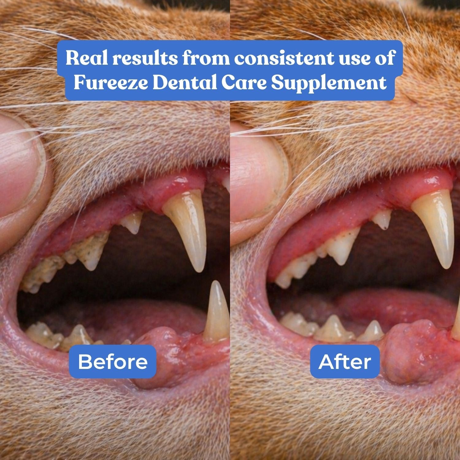 Fureeze® Daily Dental Care Supplement — Reduce Plaque Build-Up & Support Fresher Breath